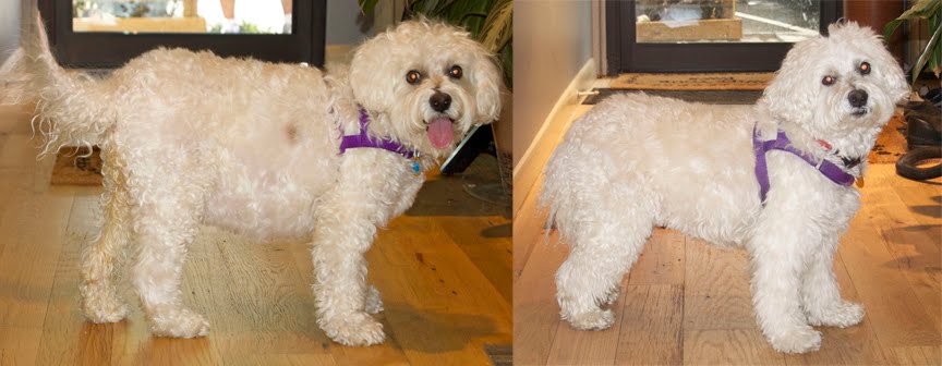 Hond met Cushing voor en na behandeling