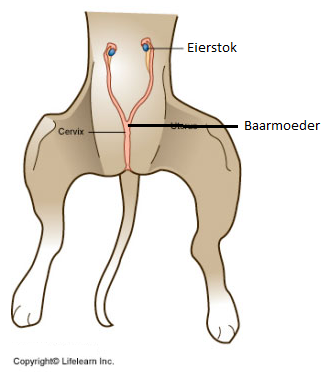 Schematische tekening baarmoeder en eierstokken